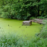 Зелёный пруд... :: Николай Гирш