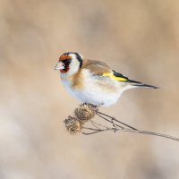 щегол. :: юрий макаров