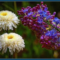 Фотозарисовка :: Владимир Кроливец