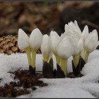 *** :: Aleksandr Gal