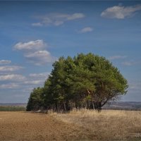 "Парящая весна"© :: Владимир Макаров