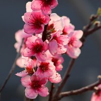 Нежнейший персика цветок! Он бело-розовый, как будто на черной ветке мотылек встречает мартовское ут :: Юрий. Шмаков