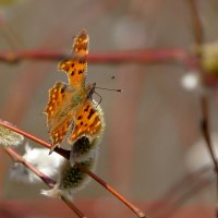 мартовские бабочки 4 :: Александр Прокудин