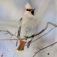 Свиристель. :: Виктор Иванович Чернюк Свиристель. :: Виктор Иванович Чернюк