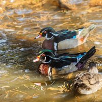 Каролинка :: SanSan 