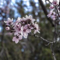 Весенние цветы :: Валентин Семчишин