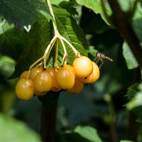 Ягодки. :: Валерий Пославский Ягодки. :: Валерий Пославский