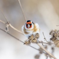 щегол. :: юрий макаров щегол. :: юрий макаров