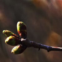 Вишенки :: Юрий Гайворонскiий Вишенки :: Юрий Гайворонскiий