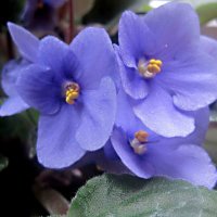 Фиалки :: Елена Семигина