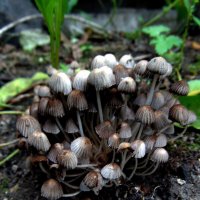 ЛЕСНАЯ БАНДА. :: nadyasilyuk Вознюк ЛЕСНАЯ БАНДА. :: nadyasilyuk Вознюк