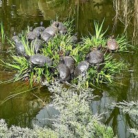 Черепашье озеро :: Tata Wolf