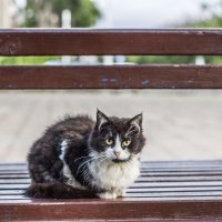 Портрет Розы :: Коля Лукашов