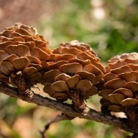 Шишки-сестрички... :: Николай Гирш