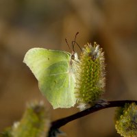 природа 26 марта 2 :: Александр Прокудин природа 26 марта 2 :: Александр Прокудин