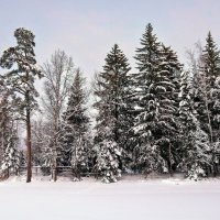 Вартемяги :: skijumper Иванов Вартемяги :: skijumper Иванов