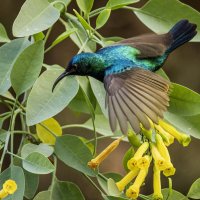 Палестинская нектарница. (Тест нового поляризационного фильтра) :: Alexander Amromin