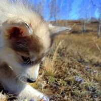 Эксперт по весенним цветочкам. :: nadyasilyuk Вознюк