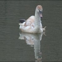 Перезимовавший лебедь :: Фёдор Меркурьев Перезимовавший лебедь :: Фёдор Меркурьев