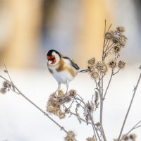 щегол. :: юрий макаров