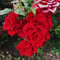 сентябрь четвёртый месяц лета :: Елена Шаламова сентябрь четвёртый месяц лета :: Елена Шаламова