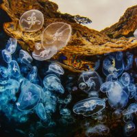 "Сезон медуз" :: Ольга "Сезон медуз" :: Ольга