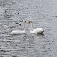 Встретились :: Рита Симонова Встретились :: Рита Симонова