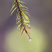 *** :: Алексей Смирнов