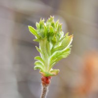 Боярышник :: Надежда Куркина Боярышник :: Надежда Куркина