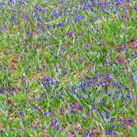 Зелёно - голубой ковёр :: Андрей Снегерёв