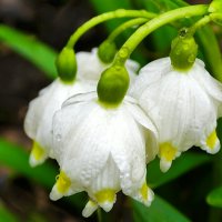 Цветы под дождём :: Милешкин Владимир Алексеевич 