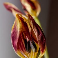 *** :: Виктор Иванович Чернюк