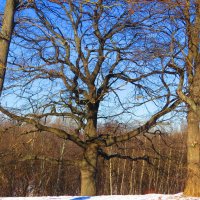 Дуб  в  парке Коломенское :: nowelyc 