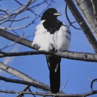 Распушилась :: Людмила Смородинская