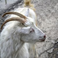 Идет коза рогатая :: Сергей Цветков