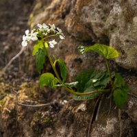 Цветы и камни :: Игорь Сикорский