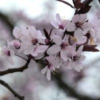 Весенние цветы :: Валентин Семчишин Весенние цветы :: Валентин Семчишин