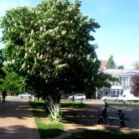 Мой город весной :: Елена Семигина