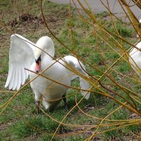 Лебеди в городском парке :: Рита Симонова