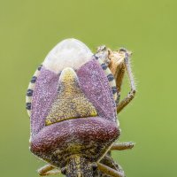 Щитник ягодный, или клоп ягодный ( Dolycoris baccarum). :: Александр Григорьев Щитник ягодный, или клоп ягодный ( Dolycoris baccarum). :: Александр Григорьев