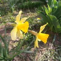 Первые... :: Наталья Первые... :: Наталья