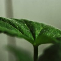 На окошке :: Юрий Гайворонскiий На окошке :: Юрий Гайворонскiий