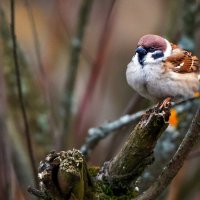 *** :: Владимир Безбородов