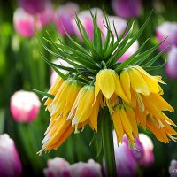 они на радость нам даны :: Олег Лукьянов они на радость нам даны :: Олег Лукьянов