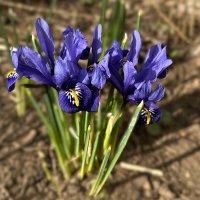 ***первые  н е ж н ы е *** :: Olga Oskolkova