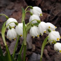 белоцветник 21 марта :: Михаил Бибичков