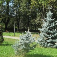 Ёлочки в парке Дружбы :: Дмитрий Никитин
