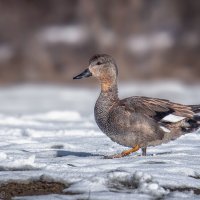 Пешком :: Александр К.