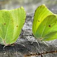 Бабочки - лимонницы :: Милешкин Владимир Алексеевич Бабочки - лимонницы :: Милешкин Владимир Алексеевич