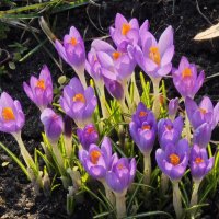 Крокусы :: <<< Наташа >>>